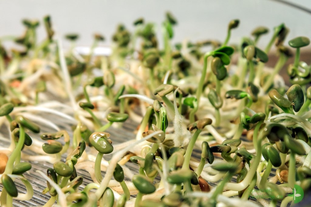 Microgreen des Bockshornklee