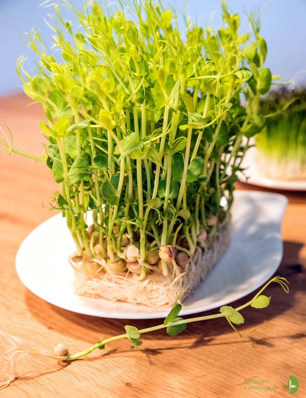 Erbsen-Microgreen aus einem Tray