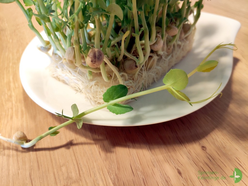 Erbsen Microgreens