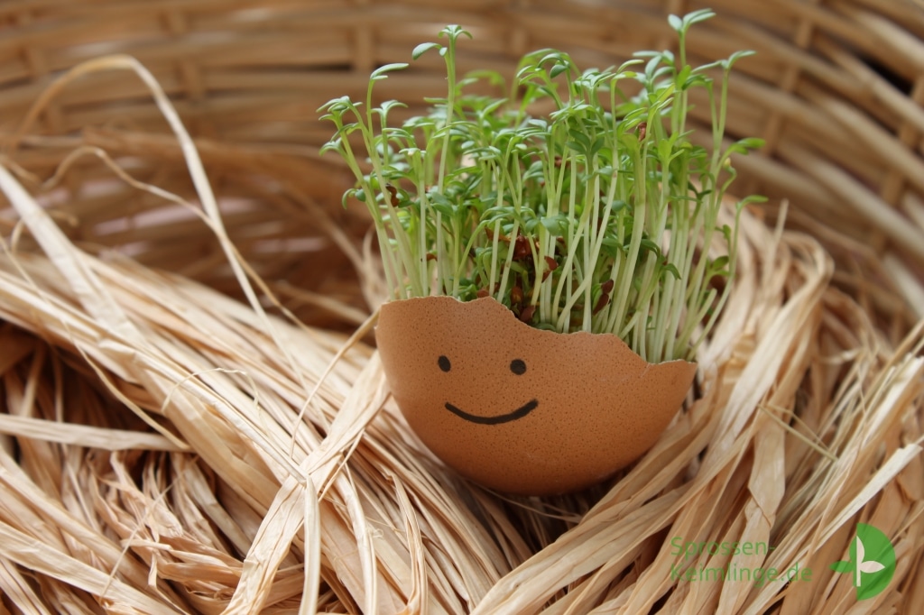 Kresse-Eier bepflanzen | Sprossen-Keimlinge.de