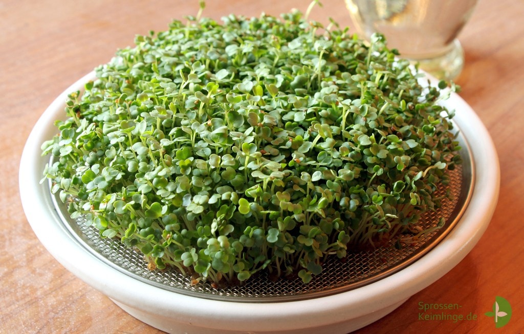 Rucola Microgreens