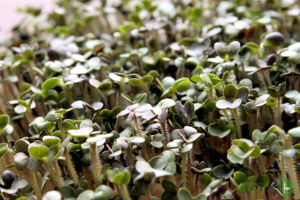 Senf Microgreens