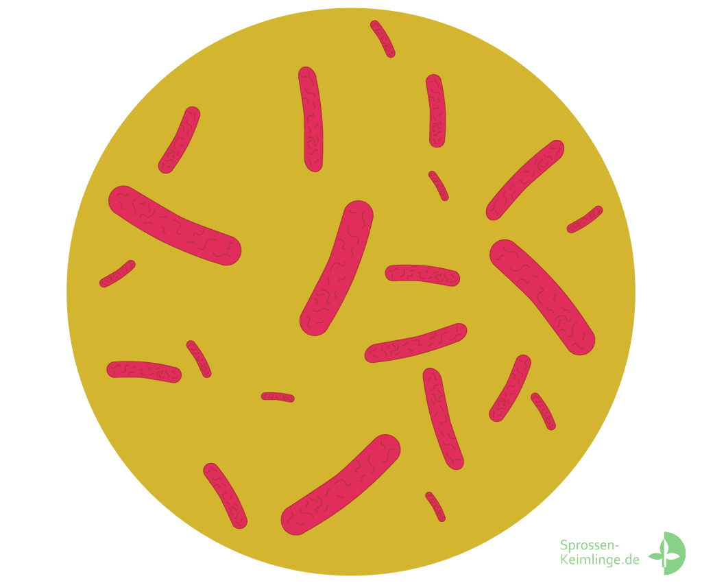 Grobe Darstellung von Bakterien