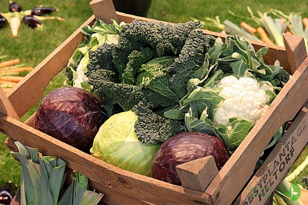 Kiste mit Kohl-Gemüse