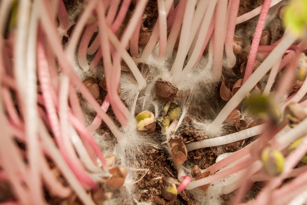 Faserwurzeln in der GrowGrowNut sind kein Schimmel