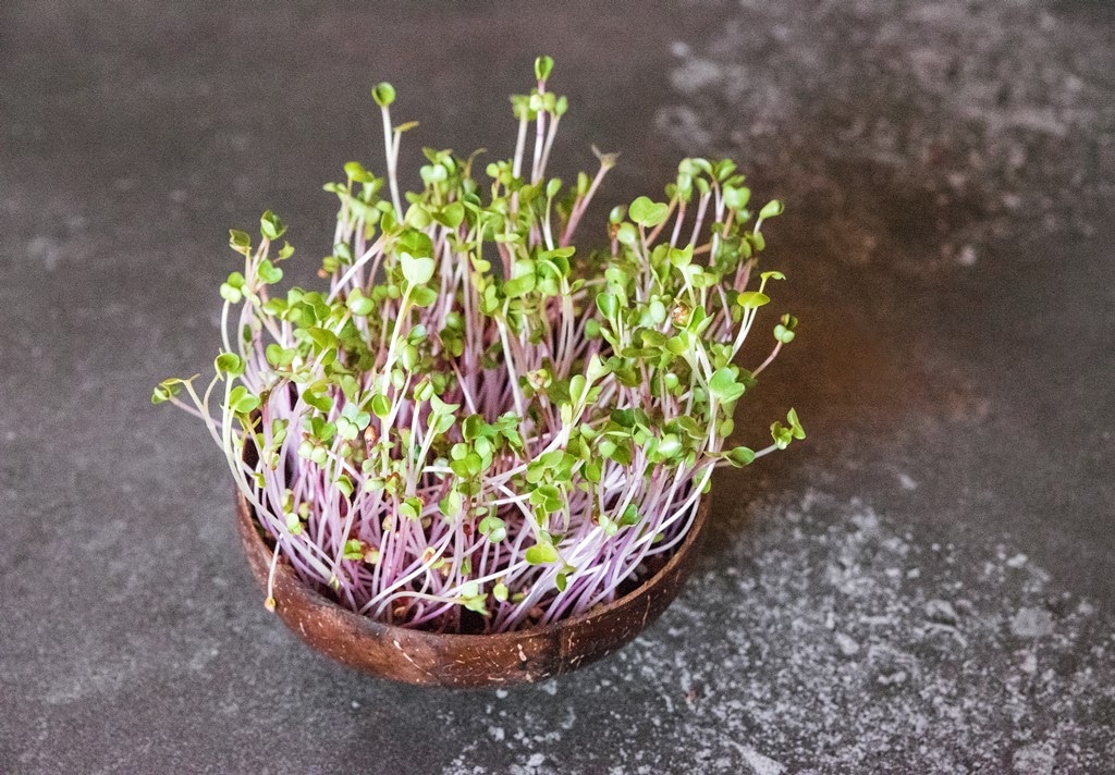 Erntereife Microgreens in der GrowGrowNut