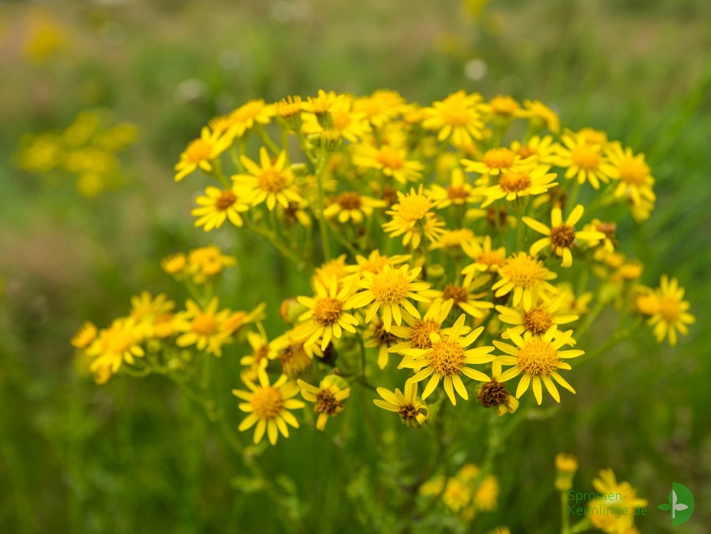 Blüten des Jakobskreuzkrauts