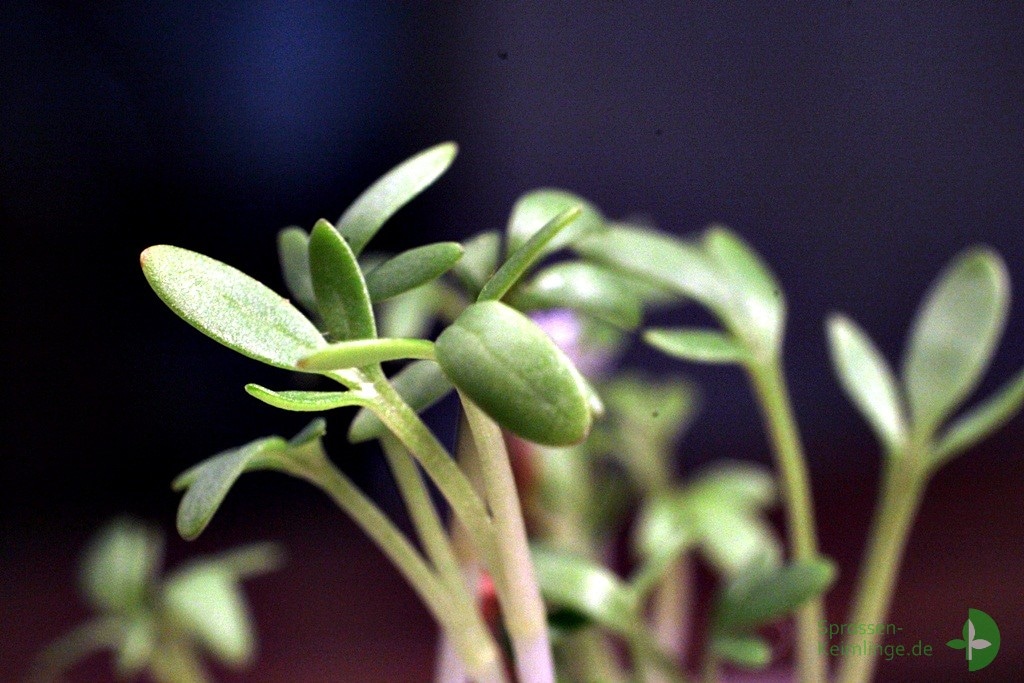 Nahaufnahme von grünen Kresse-Microgreens