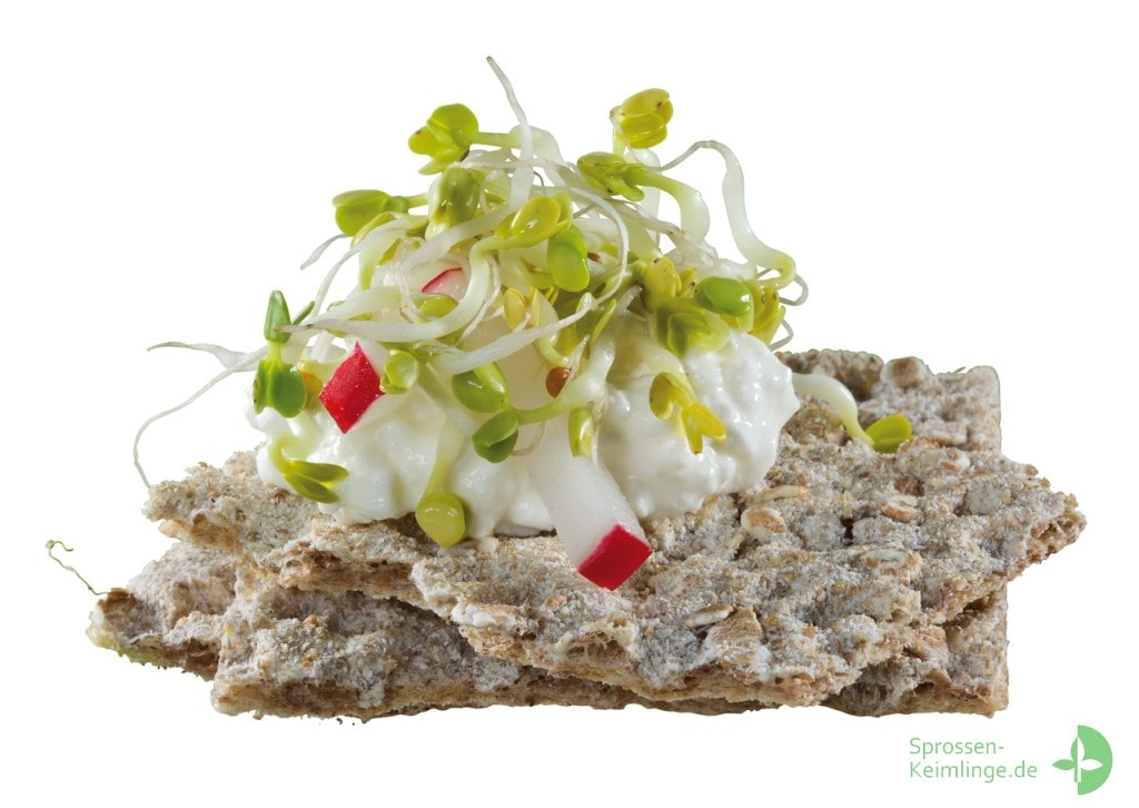 Frische Radieschensprossen auf Knäckebrot