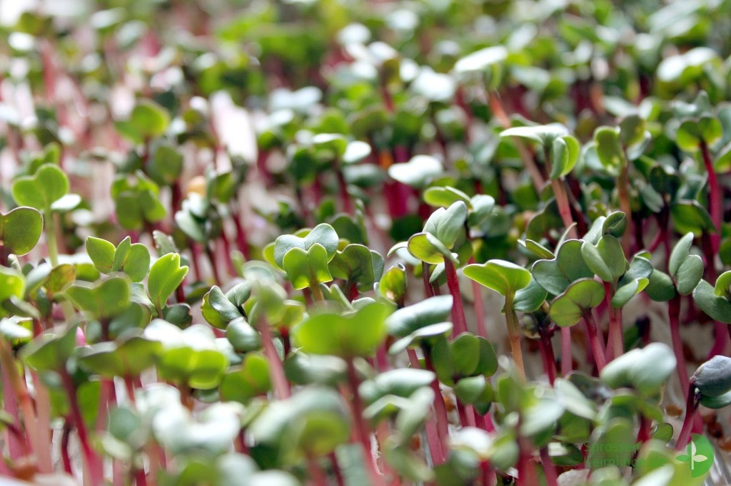 Microgreens der Radieschens