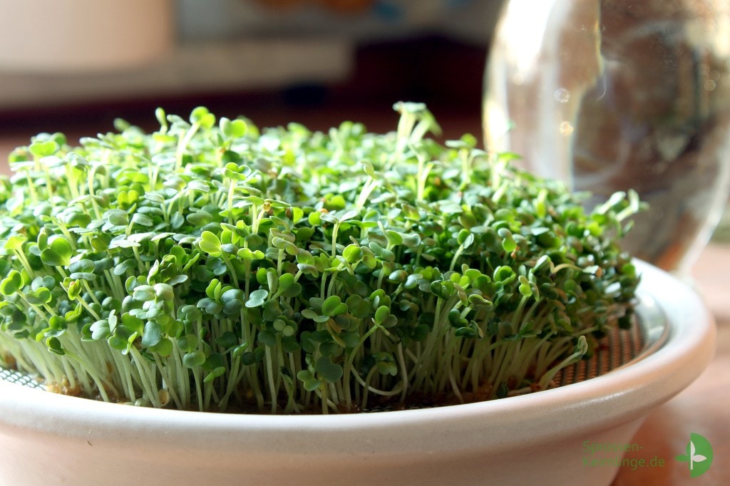 Rucola-Microgreens im Kressesieb