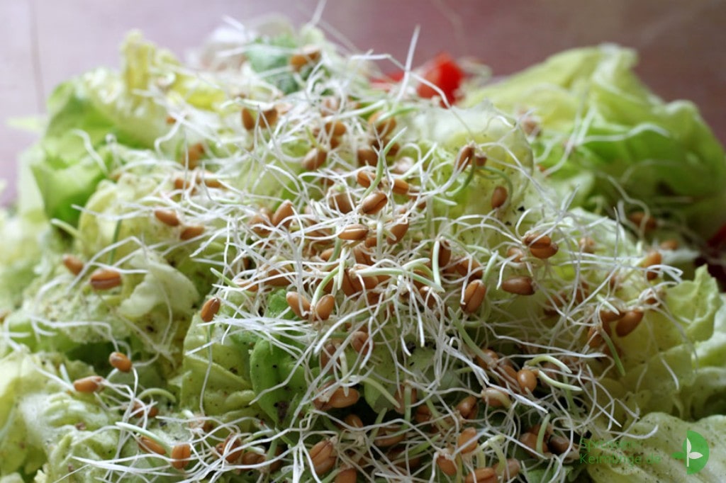 Weizensprossen auf einem Salat