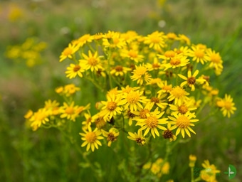 Blüten des Jakobskreuzkrauts