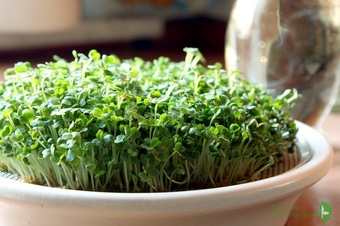 Rucola-Microgreens im Kressesieb