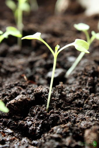 Rucola-Microgreens in Erde angebaut