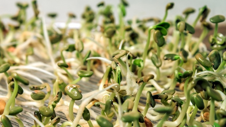 Microgreen des Bockshornklee