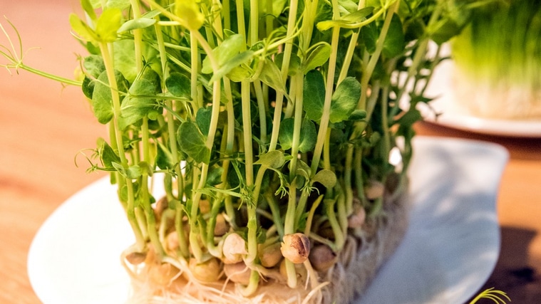 Erbsen-Microgreen aus einem Tray