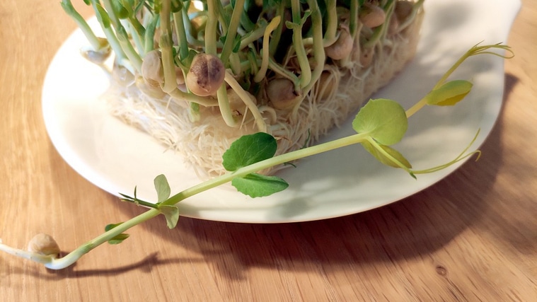 Erbsen Microgreens