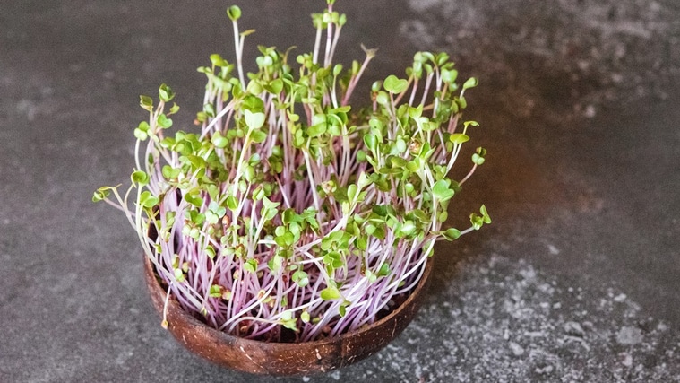 Erntereife Microgreens in der GrowGrowNut