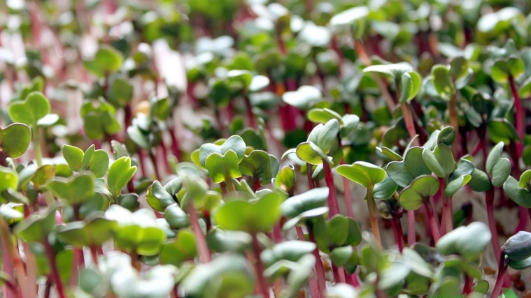 Microgreens der Radieschens