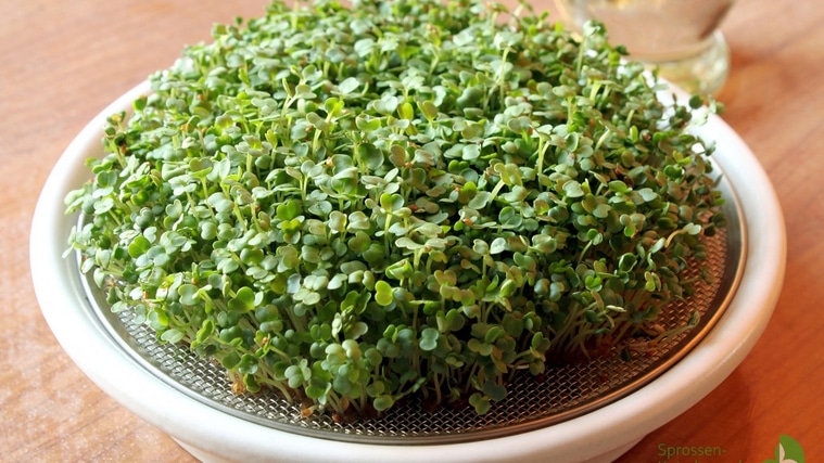 Rucola Microgreens