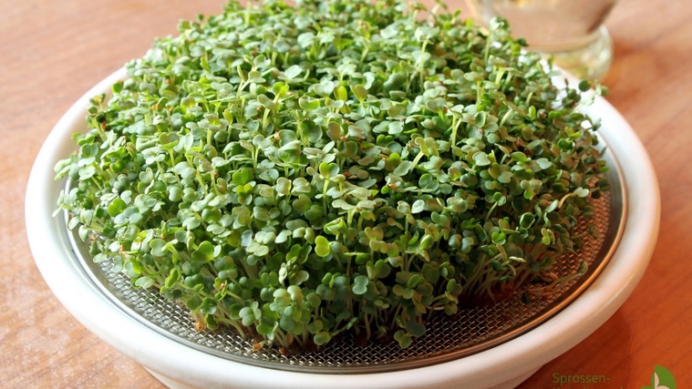 Rucola Microgreens