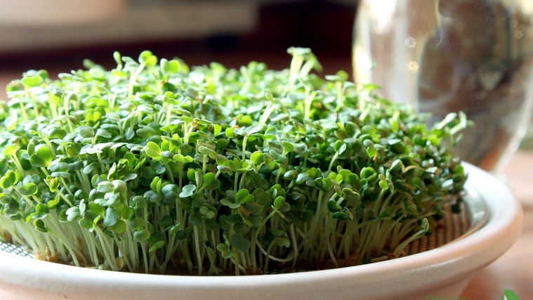 Rucola-Microgreens im Kressesieb