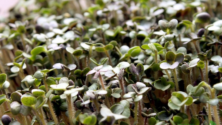 Senf Microgreens