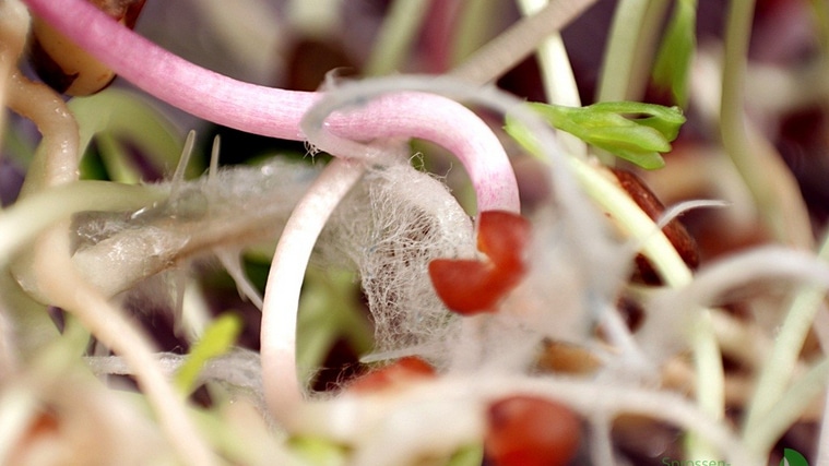 Mirkowurzel von rosa Radieschen